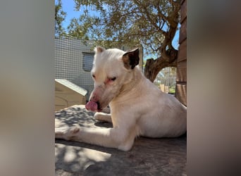 Nata – zartes Herz sucht liebevolles Zuhause