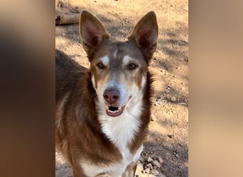 fröhlicher freundlicher agiler JACO