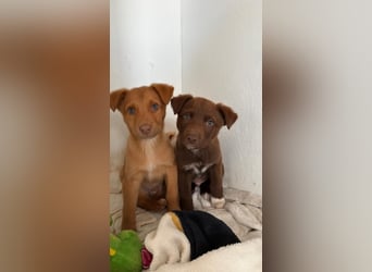 Muss Georg alleine im Tierheim zurück bleiben ?