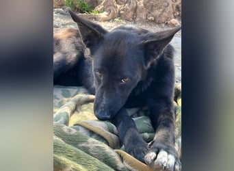 Unser Young Star TONI