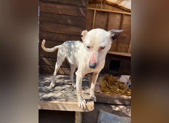 Nata – zartes Herz sucht liebevolles Zuhause