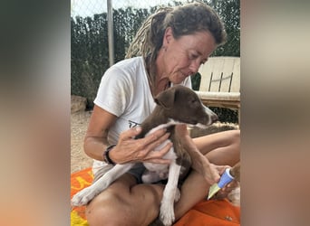 PEPE sucht liebevolles Zuhause