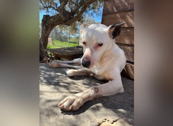 Nata – zartes Herz sucht liebevolles Zuhause