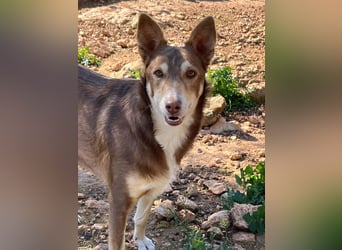 fröhlicher freundlicher agiler JACO