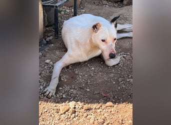 Nata – zartes Herz sucht liebevolles Zuhause