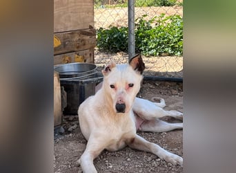 Nata – zartes Herz sucht liebevolles Zuhause