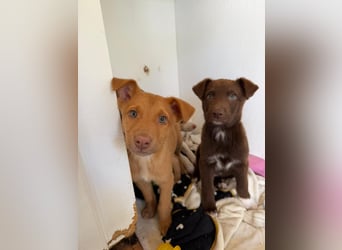 Muss Georg alleine im Tierheim zurück bleiben ?