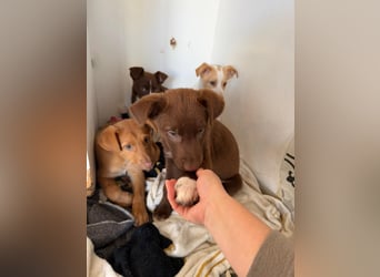 Muss Georg alleine im Tierheim zurück bleiben ?