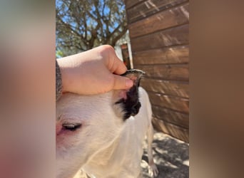 Nata – zartes Herz sucht liebevolles Zuhause