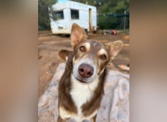 fröhlicher freundlicher agiler JACO