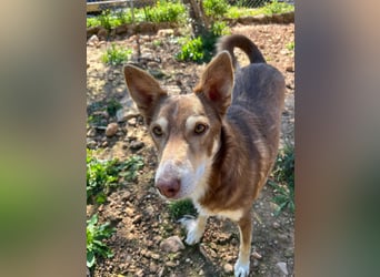 fröhlicher freundlicher agiler JACO