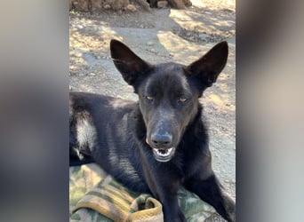 Unser Young Star TONI