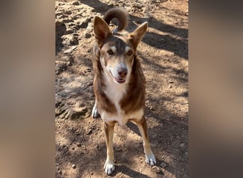 fröhlicher freundlicher agiler JACO