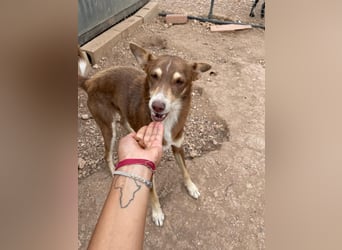 fröhlicher freundlicher agiler JACO