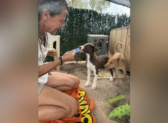 PEPE sucht liebevolles Zuhause