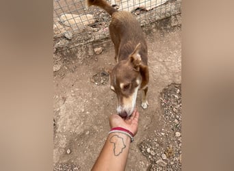 fröhlicher freundlicher agiler JACO