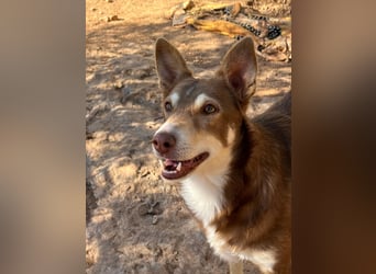 fröhlicher freundlicher agiler JACO