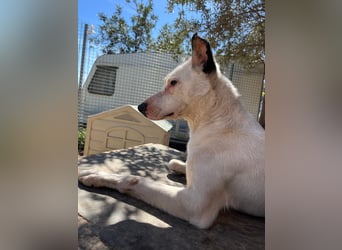 Nata – zartes Herz sucht liebevolles Zuhause