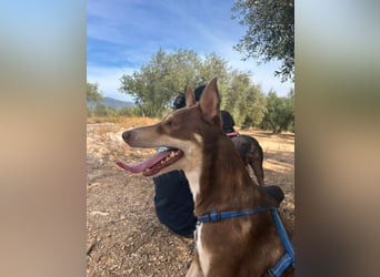 fröhlicher freundlicher agiler JACO