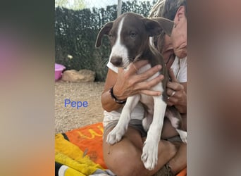 PEPE sucht liebevolles Zuhause