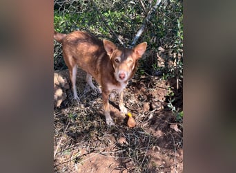 fröhlicher freundlicher agiler JACO