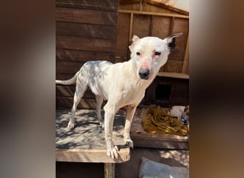 Nata – zartes Herz sucht liebevolles Zuhause