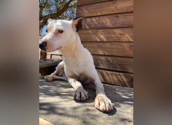 Nata – zartes Herz sucht liebevolles Zuhause