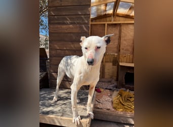 Nata – zartes Herz sucht liebevolles Zuhause