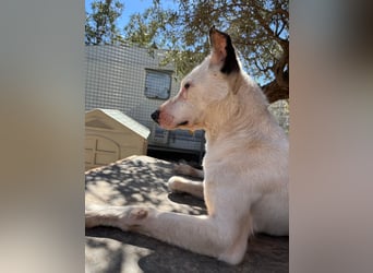 Nata – zartes Herz sucht liebevolles Zuhause