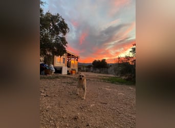 Tramp – ein sanfter Herzenshund