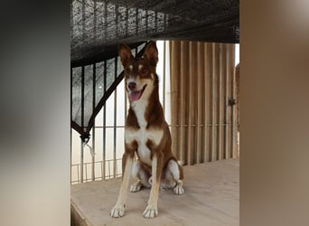 fröhlicher freundlicher agiler JACO