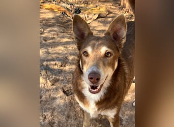 fröhlicher freundlicher agiler JACO