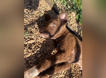 Muss Georg alleine im Tierheim zurück bleiben ?