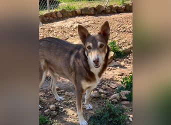 fröhlicher freundlicher agiler JACO