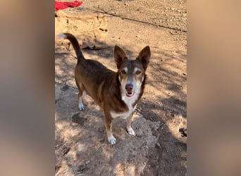 fröhlicher freundlicher agiler JACO