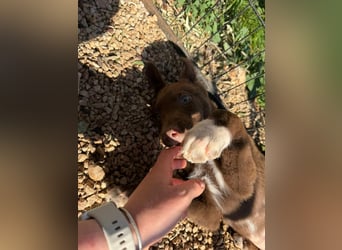 Muss Georg alleine im Tierheim zurück bleiben ?