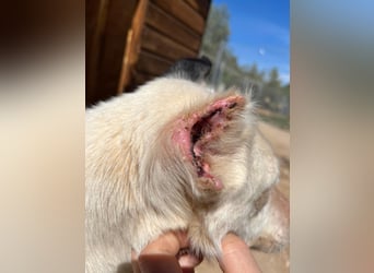 Nata – zartes Herz sucht liebevolles Zuhause