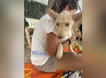 PELLE sucht liebevolles Zuhause