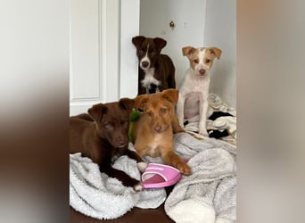 Muss Georg alleine im Tierheim zurück bleiben ?