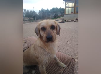 Tramp – ein sanfter Herzenshund