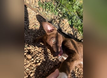 Muss Georg alleine im Tierheim zurück bleiben ?