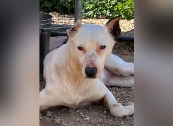 Nata – zartes Herz sucht liebevolles Zuhause