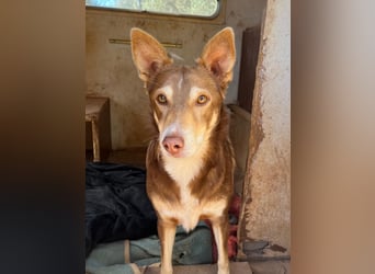 fröhlicher freundlicher agiler JACO