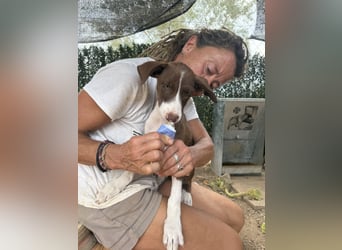 RUBY sucht ihre Familie