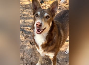 fröhlicher freundlicher agiler JACO