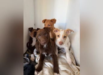 Muss Georg alleine im Tierheim zurück bleiben ?