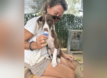 RUBY sucht ihre Familie