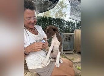 RUBY sucht ihre Familie