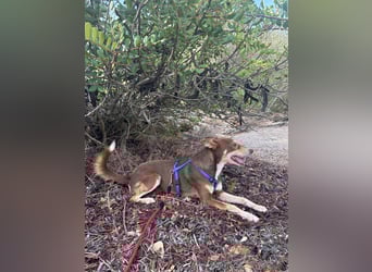 fröhlicher freundlicher agiler JACO