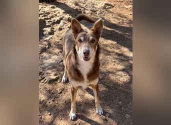 fröhlicher freundlicher agiler JACO